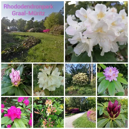 Ostsee-wiesenpieper *